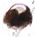  ( - ZPGN22)  @11 [ ] Copyright (2016) PHCDBS PAUL HEBERT CENTRE FOR DNA BARCODING AND BIODIVERSITY STUDIES