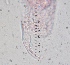  ( - ZPJW4)  @11 [ ] Copyright (2015) PHCDBS PAUL HEBERT CENTRE FOR DNA BARCODING AND BIODIVERSITY STUDIES