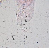  ( - ZPJW4)  @11 [ ] Copyright (2015) PHCDBS PAUL HEBERT CENTRE FOR DNA BARCODING AND BIODIVERSITY STUDIES