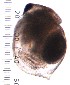  ( - ZPGN25)  @11 [ ] Copyright (2016) PHCDBS PAUL HEBERT CENTRE FOR DNA BARCODING AND BIODIVERSITY STUDIES