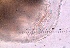  ( - ZPGN25)  @11 [ ] Copyright (2016) PHCDBS PAUL HEBERT CENTRE FOR DNA BARCODING AND BIODIVERSITY STUDIES