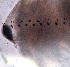  ( - ZPGN25)  @11 [ ] Copyright (2016) PHCDBS PAUL HEBERT CENTRE FOR DNA BARCODING AND BIODIVERSITY STUDIES