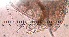  ( - ZPGN19)  @11 [ ] Copyright (2016) PHCDBS PAUL HEBERT CENTRE FOR DNA BARCODING AND BIODIVERSITY STUDIES