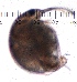  ( - ZPGN19)  @11 [ ] Copyright (2016) PHCDBS PAUL HEBERT CENTRE FOR DNA BARCODING AND BIODIVERSITY STUDIES