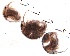  ( - ZPGN19)  @11 [ ] Copyright (2016) PHCDBS PAUL HEBERT CENTRE FOR DNA BARCODING AND BIODIVERSITY STUDIES