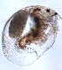  ( - ZPPS8)  @12 [ ] Copyright (2015) PHCDBS Paul Hebert Center for DNA Barcoding and Biodiversity Studies