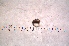  ( - ZPPS19)  @11 [ ] Copyright (2015) PHCDBS PAUL HEBERT CENTRE FOR DNA BARCODING AND BIODIVERSITY STUDIES