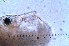  ( - ZPPS19)  @11 [ ] Copyright (2015) PHCDBS PAUL HEBERT CENTRE FOR DNA BARCODING AND BIODIVERSITY STUDIES