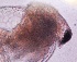  ( - ZPJW7)  @11 [ ] Copyright (2015) PHCDBS PAUL HEBERT CENTRE FOR DNA BARCODING AND BIODIVERSITY STUDIES