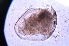  ( - ZPJW9)  @11 [ ] Copyright (2015) PHCDBS PAUL HEBERT CENTRE FOR DNA BARCODING AND BIODIVERSITY STUDIES