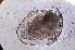  ( - ZPJW9)  @11 [ ] Copyright (2015) PHCDBS PAUL HEBERT CENTRE FOR DNA BARCODING AND BIODIVERSITY STUDIES