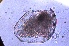  ( - ZPJW9)  @11 [ ] Copyright (2015) PHCDBS PAUL HEBERT CENTRE FOR DNA BARCODING AND BIODIVERSITY STUDIES