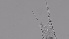  ( - ZOOPS_0294)  @11 [ ] CreativeCommons - Attribution Non-Commercial No Derivatives (2019) Joe Connolly Cornell University