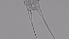  ( - ZOOPS_0300)  @11 [ ] CreativeCommons - Attribution Non-Commercial No Derivatives (2019) Joe Connolly Cornell University