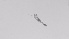  ( - ZOOPS_0496)  @11 [ ] BY-NC-ND (2019) Joe Connolly Cornell University