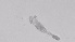  ( - ZOOPS_0496)  @11 [ ] BY-NC-ND (2019) Joe Connolly Cornell University