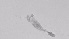  ( - ZOOPS_0496)  @11 [ ] BY-NC-ND (2019) Joe Connolly Cornell University