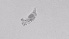  ( - ZOOPS_0499)  @11 [ ] BY-NC-ND (2019) Joe Connolly Cornell University
