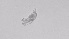  ( - ZOOPS_0499)  @11 [ ] BY-NC-ND (2019) Joe Connolly Cornell University