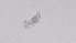  ( - ZOOPS_0499)  @11 [ ] BY-NC-ND (2019) Joe Connolly Cornell University