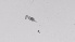  ( - ZOOPS_0500)  @11 [ ] BY-NC-ND (2019) Joe Connolly Cornell University