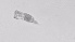  ( - ZOOPS_0500)  @11 [ ] BY-NC-ND (2019) Joe Connolly Cornell University