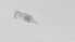  ( - ZOOPS_0500)  @11 [ ] BY-NC-ND (2019) Joe Connolly Cornell University