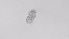  ( - ZOOPS_0522)  @11 [ ] BY-NC-ND (2019) Joe Connolly Cornell University