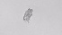  ( - ZOOPS_0522)  @11 [ ] BY-NC-ND (2019) Joe Connolly Cornell University