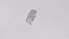  ( - ZOOPS_0522)  @11 [ ] BY-NC-ND (2019) Joe Connolly Cornell University