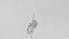  ( - ZOOPS_0523)  @11 [ ] BY-NC-ND (2019) Joe Connolly Cornell University