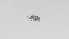  ( - ZOOPS_0534)  @11 [ ] BY-NC-ND (2019) Joe Connolly Cornell University