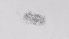  ( - ZOOPS_0534)  @11 [ ] BY-NC-ND (2019) Joe Connolly Cornell University