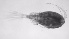  ( - ZOOPS_0618)  @11 [ ] BY-NC-ND (2019) Joe Connolly Cornell University