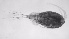  ( - ZOOPS_0618)  @11 [ ] BY-NC-ND (2019) Joe Connolly Cornell University