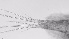  ( - ZOOPS_0618)  @11 [ ] BY-NC-ND (2019) Joe Connolly Cornell University