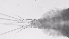  ( - ZOOPS_0619)  @11 [ ] BY-NC-ND (2019) Joe Connolly Cornell University