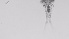  ( - ZOOPS_0622)  @11 [ ] BY-NC-ND (2019) Joe Connolly Cornell University