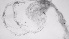  ( - ZOOPS_0644)  @11 [ ] BY-NC-ND (2019) Joe Connolly Cornell University