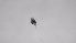  ( - ZOOPS_0713)  @11 [ ] BY-NC-ND (2019) Joe Connolly Cornell University