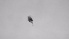  ( - ZOOPS_0713)  @11 [ ] BY-NC-ND (2019) Joe Connolly Cornell University