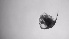  (Bosmina cf. coregoni - ZOOPS_0716)  @11 [ ] BY-NC-ND (2019) Joe Connolly Cornell University