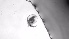  (Bosmina freyi - ZOOPS_0721)  @11 [ ] BY-NC-ND (2019) Joe Connolly Cornell University
