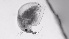  ( - ZOOPS_0721)  @11 [ ] BY-NC-ND (2019) Joe Connolly Cornell University
