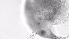  ( - ZOOPS_0721)  @11 [ ] BY-NC-ND (2019) Joe Connolly Cornell University