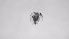  ( - ZOOPS_0722)  @11 [ ] BY-NC-ND (2019) Joe Connolly Cornell University