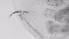  ( - ZOOPS_0730)  @11 [ ] BY-NC-ND (2019) Joe Connolly Cornell University
