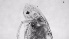  ( - ZOOPS_0731)  @11 [ ] BY-NC-ND (2019) Joe Connolly Cornell University