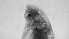  ( - ZOOPS_0732)  @11 [ ] BY-NC-ND (2019) Joe Connolly Cornell University