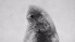  ( - ZOOPS_0732)  @11 [ ] BY-NC-ND (2019) Joe Connolly Cornell University